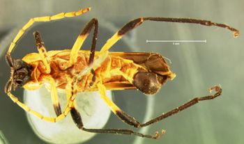 Media type: image;   Entomology 33875 Aspect: habitus ventral view